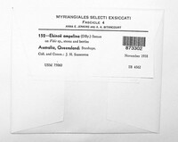 Elsinoe ampelina image